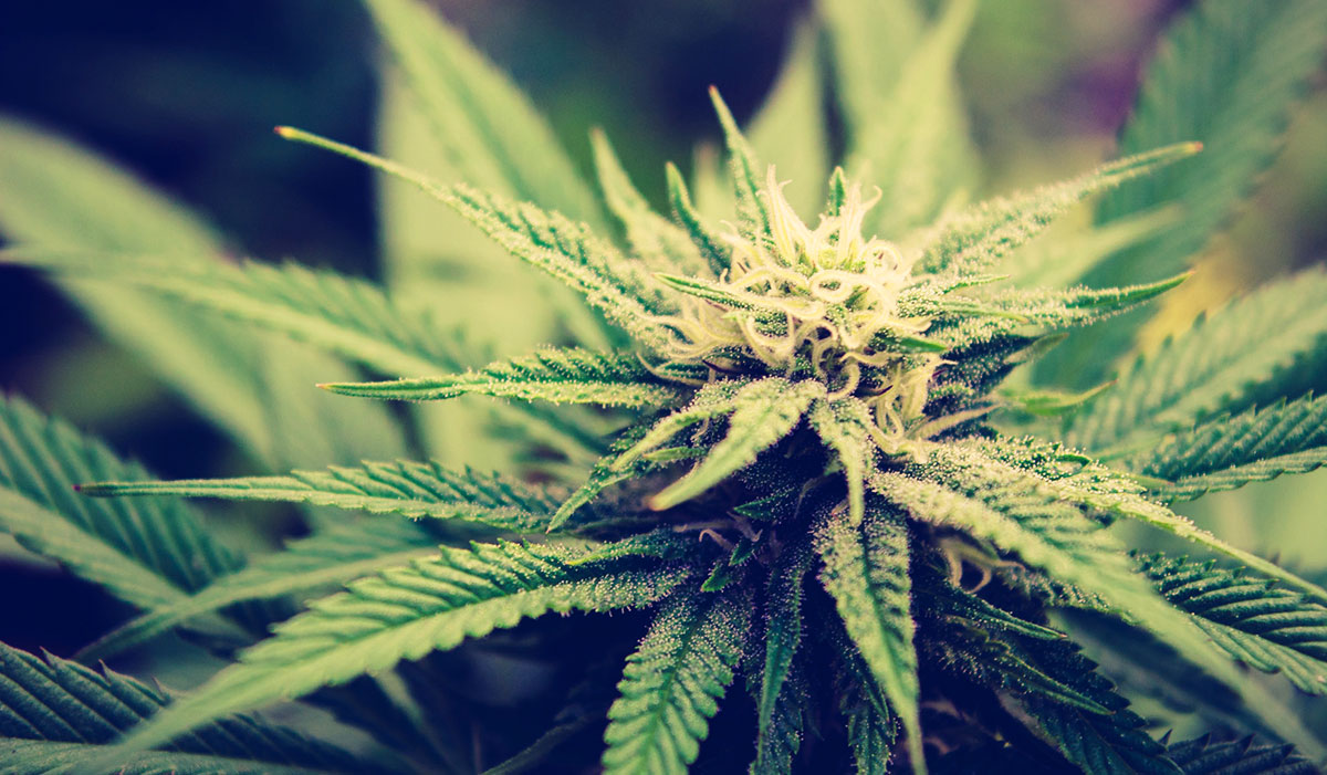 Is cannabis legal in Spain?