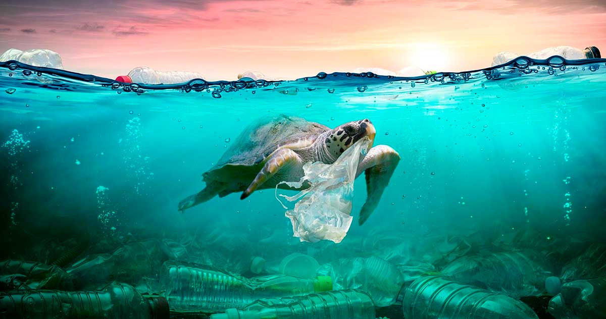 Beach clean-up at La Malvarrosa