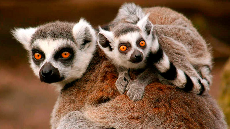 BIOPARC Valencia, one of the most important parks in Spain